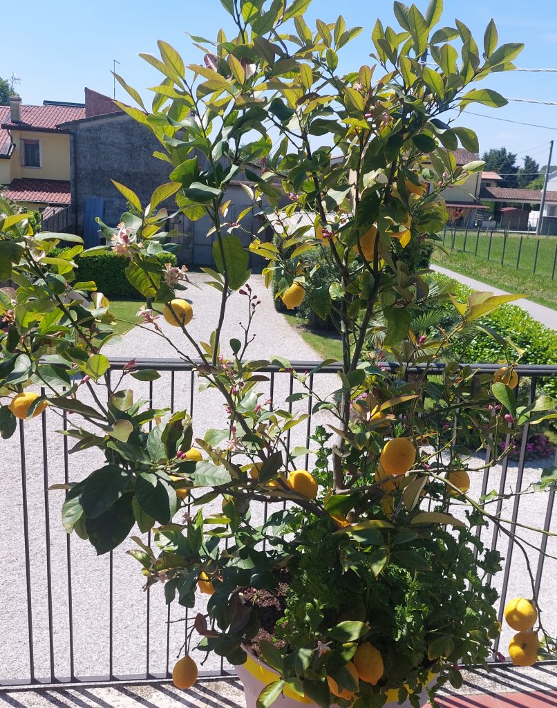 Limoni e menta dal terrazzo di casa mia.