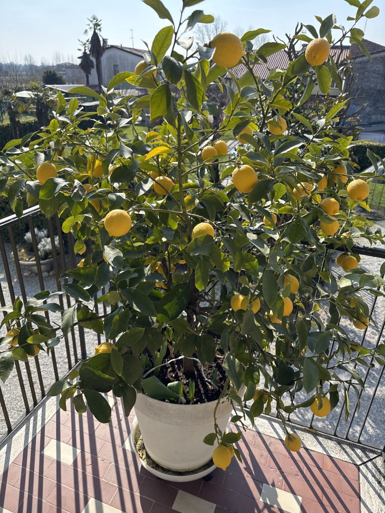 dopo costanza e dedizione , assaporare questi frutti dal sapore e profumo meraviglioso.