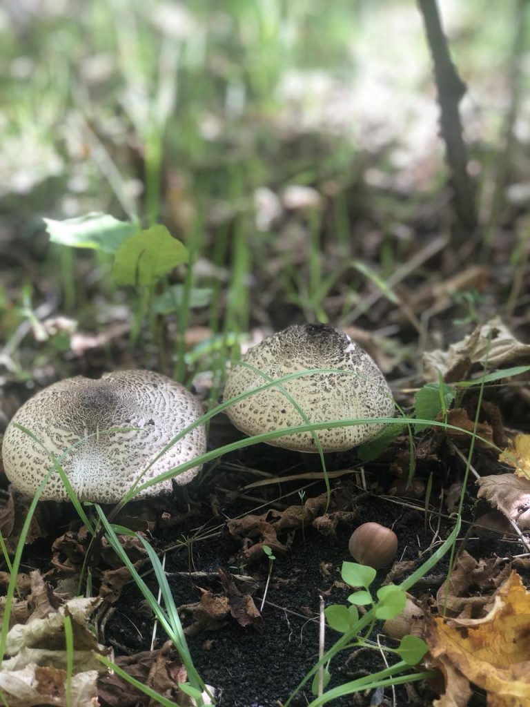 Meravigliose camminate in montagna
