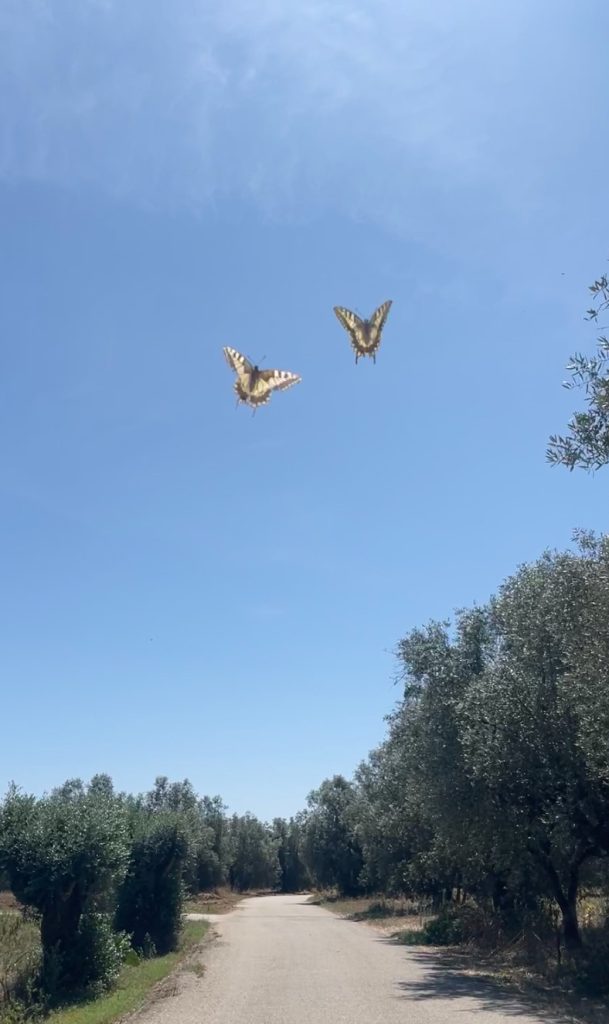 Perdermi dietro un volo di farfalle