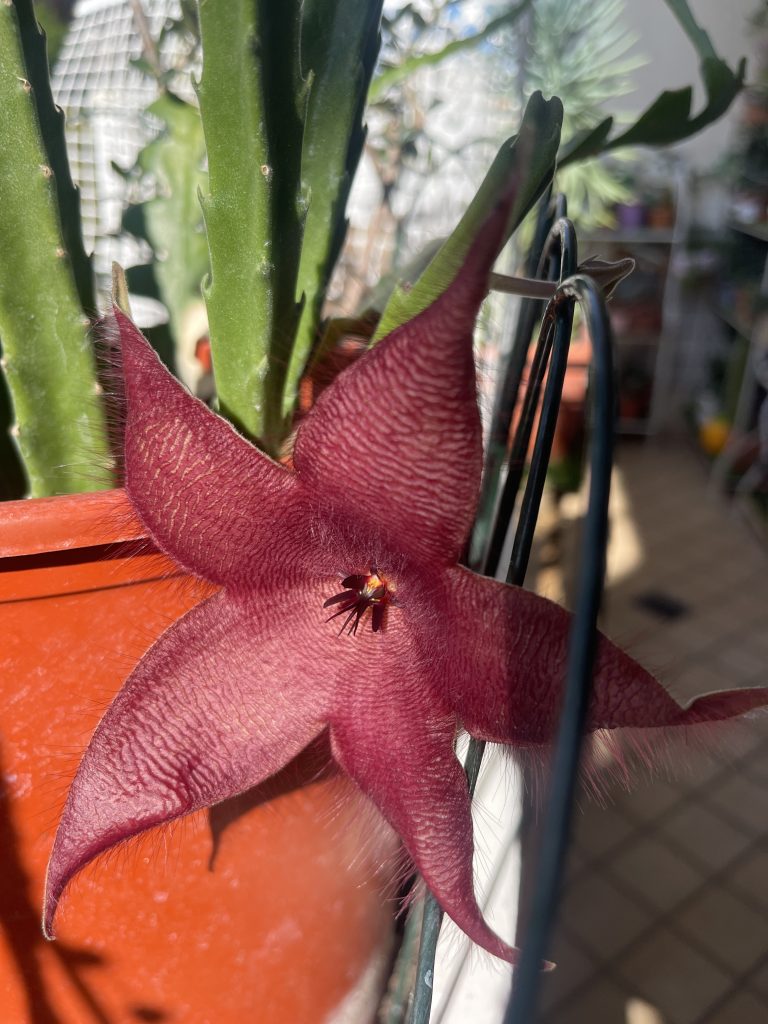 Vedere fiorire le mie piante come ringraziamento della cura che dedico loro