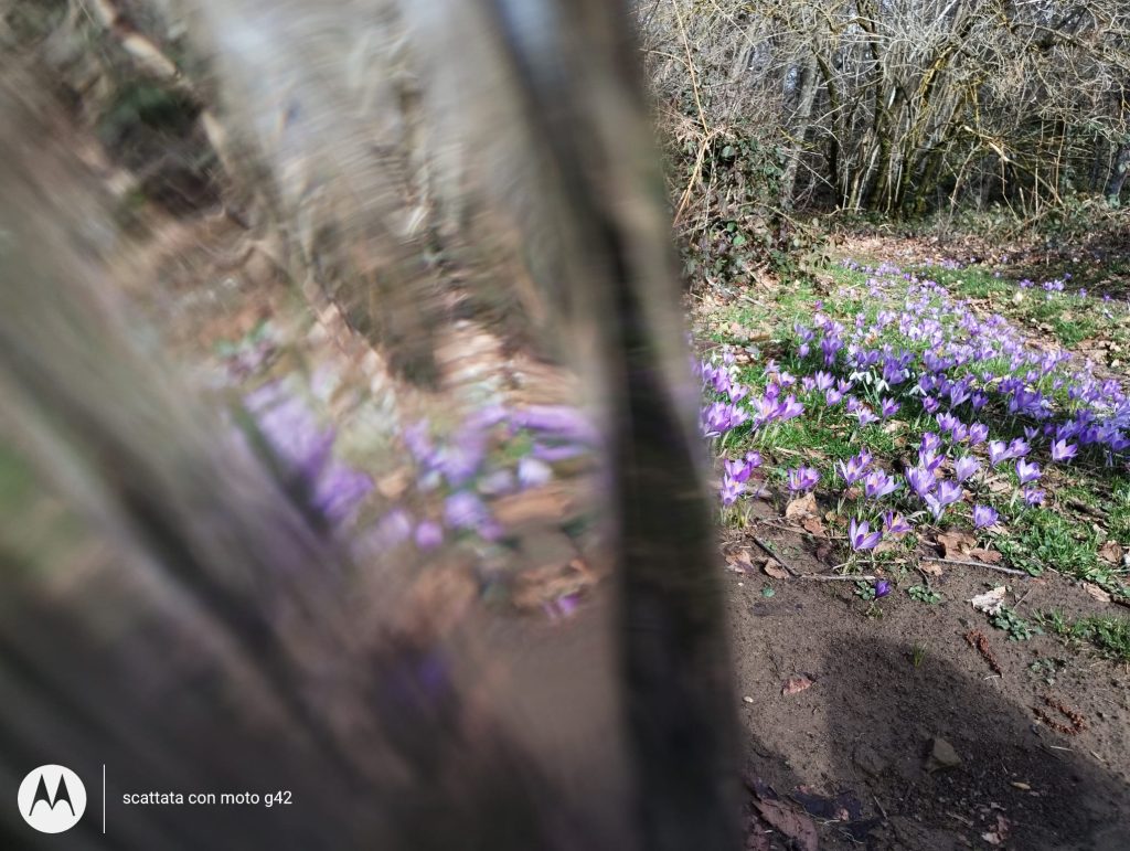 Scoprire una fontanella in mezzo al bosco