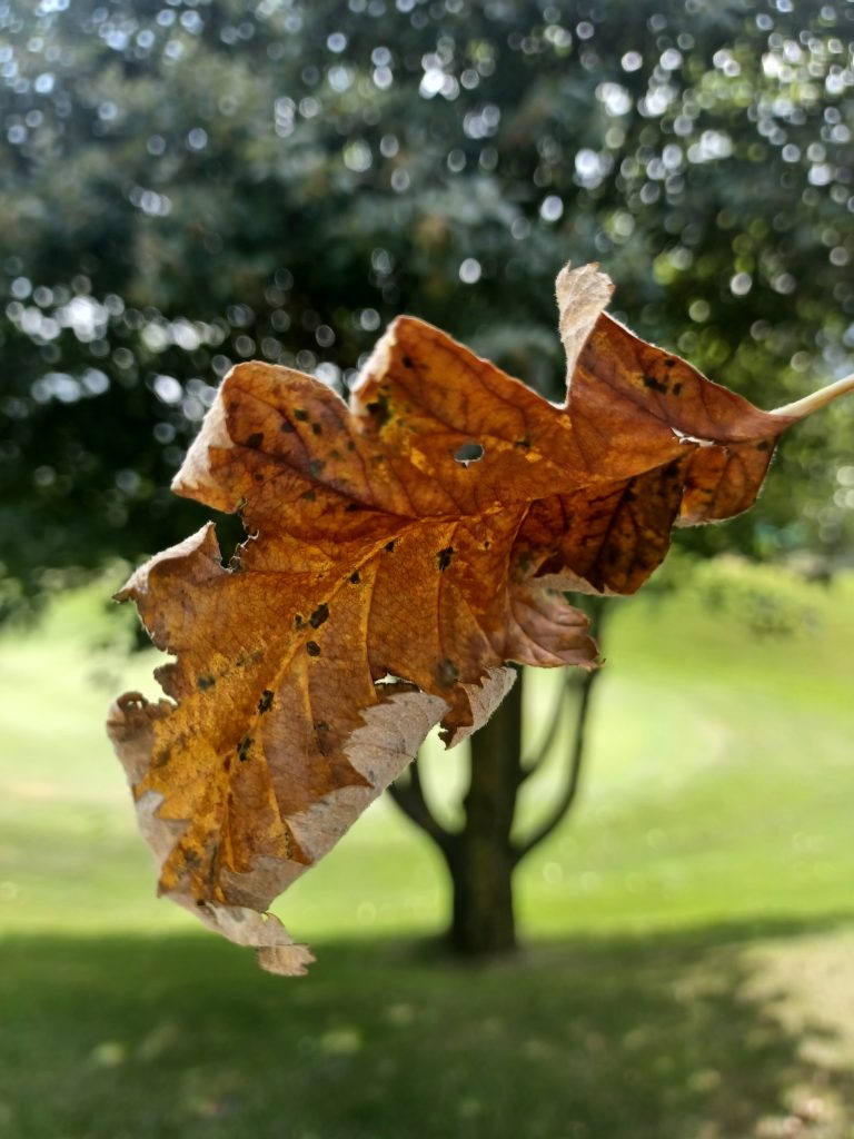 seguire con lo sguardo una foglia che l'aria ha staccato dal ramo, ammirare i suoi colori oro ruggine, essere parte per un istante di un ciclo vitale che si conclude senza fare rumore