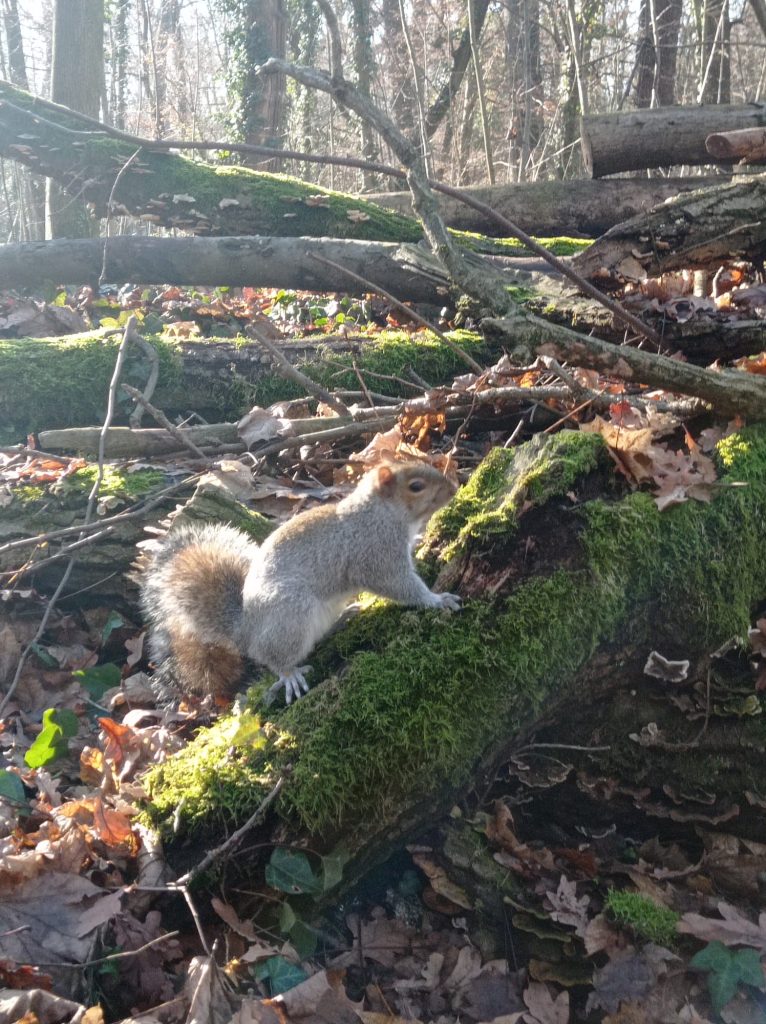 seguire con lo sguardo uno scoiattolo mentre fa provviste per l'inverno