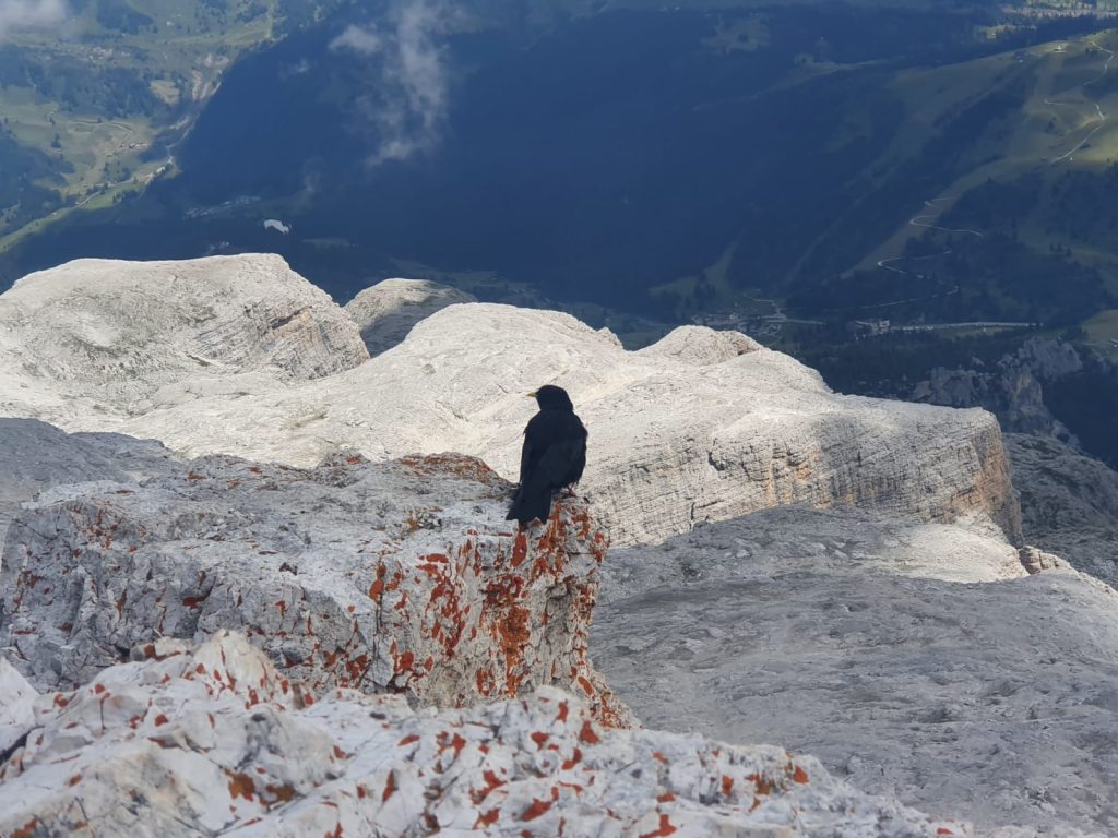 fare bird watching tra le rocce. Catturare la bellezza degli uccelli immersi nell'orizzonte