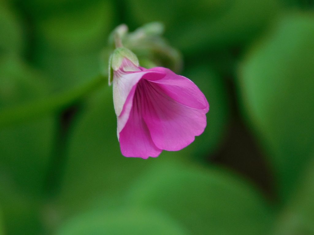 Osservare i piccoli miracoli della natura.