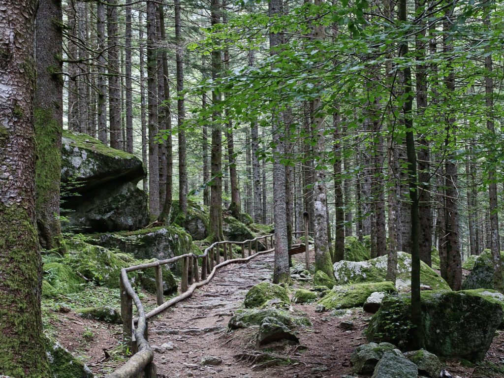 Una passeggiata nel bosco, tra fitti e alti alberi
