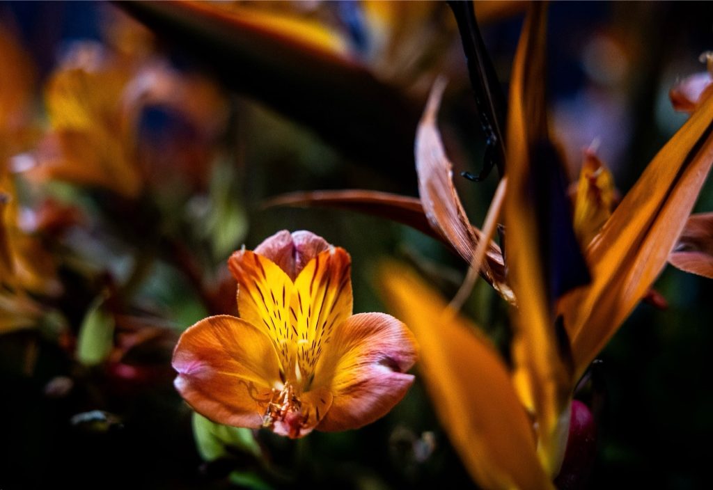 …l’inesauribile energia e calore che un fiore ci può donare…