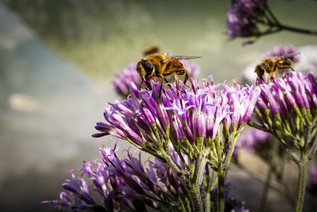 ...osservare l'armonia e la serenità trasmessa dalla natura...