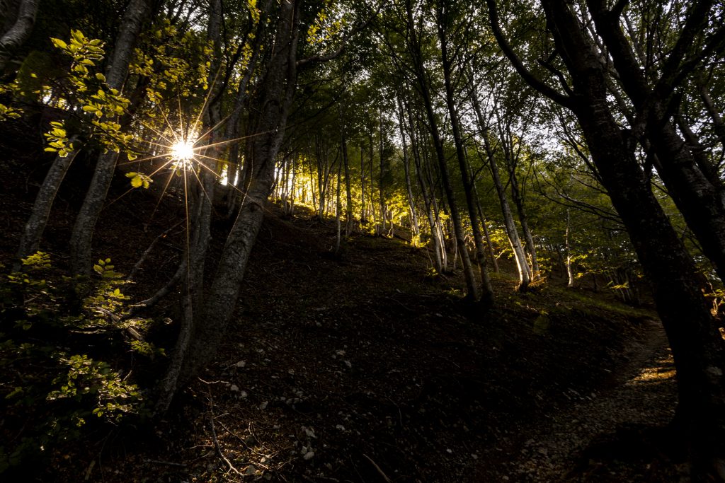 ...la luce magica del bosco...