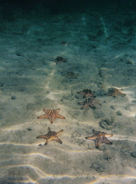 le stelle, in cielo, in terra e in mare...