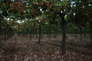 Tenuta Sant Agostino