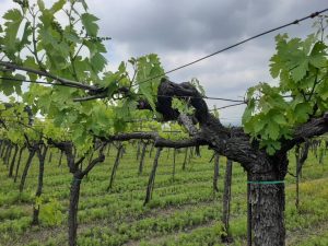 Tenuta Sant Agostino