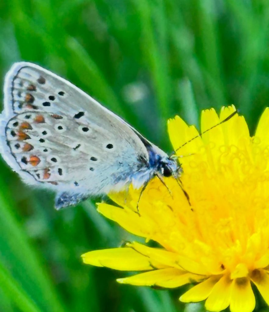 Non bisogna essere necessariamente “grandi” per essere meravigliosi e questa piccola farfalla dal corpo blu ne è la prova 
A volte dimentichiamo che basta guardarci attorno , guardare la natura per star meglio ♥️