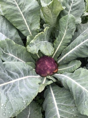 Valentina Rocchiccioli 