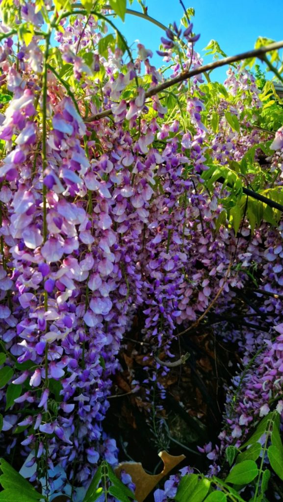 ..aspettare l'arrivo della primavera per rimanere incantata davanti alla bellezza del mio glicine in fiore