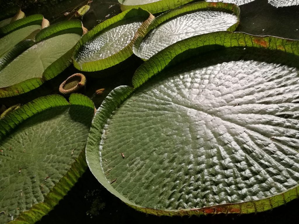 Ammirare la perfezione nelle geometrie della Natura