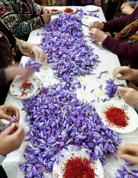 “scoprire” eccellenze:lo zafferano. Il fiore va raccolto quando è ancora chiuso, quindi all’alba; con delicatezza estratto dal terreno e riposto in un cestino di vimini. Dopo la raccolta c’è il processo di sfioratura: ovvero la separazione degli stimmi dagli stami e dal fiore campanulato. Un momento estremamente “meditativo” in cui tutti sono intorno ad un tavolo a separare cose gialle da cose rosse da cose viola. Il lavoro va eseguito a mano e deve essere ultimato entro la sera. Affascinante!!!