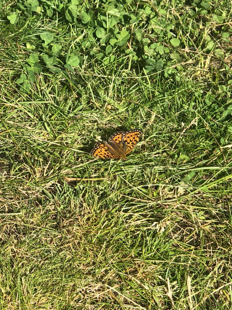 anche fermarmi qualche minuto per osservare il magnifico creato che ci circonda.