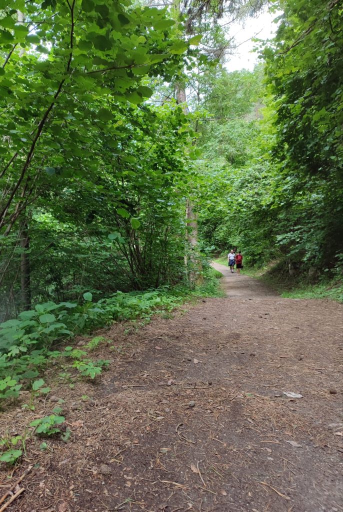 fare lunghe passeggiate nel bosco per ricaricare mente e corpo
