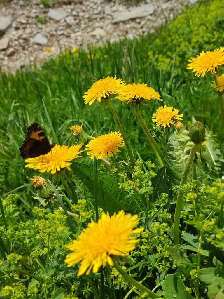 amare la natura... tarassaco e 🦋