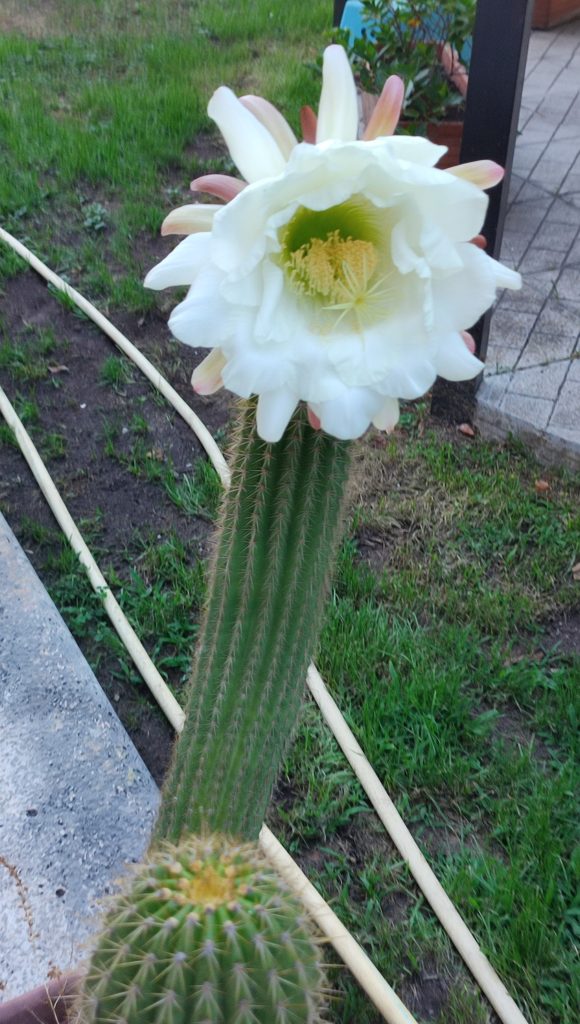 stupirmi ancora difronte le meraviglie della natura...che bellezza,che perfezione