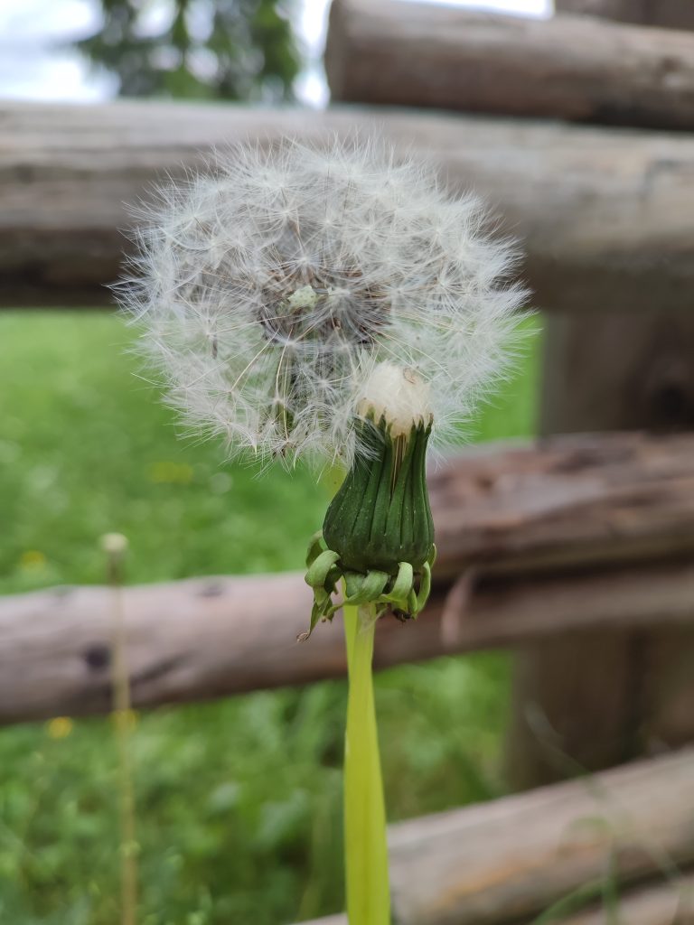 osservare le meraviglie della natura