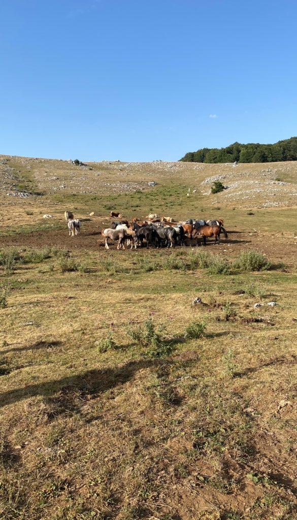 il mio benessere è passare del tempo in ambienti “più semplici” dove prendere una boccata d’aria e stare in mezzo agli animali