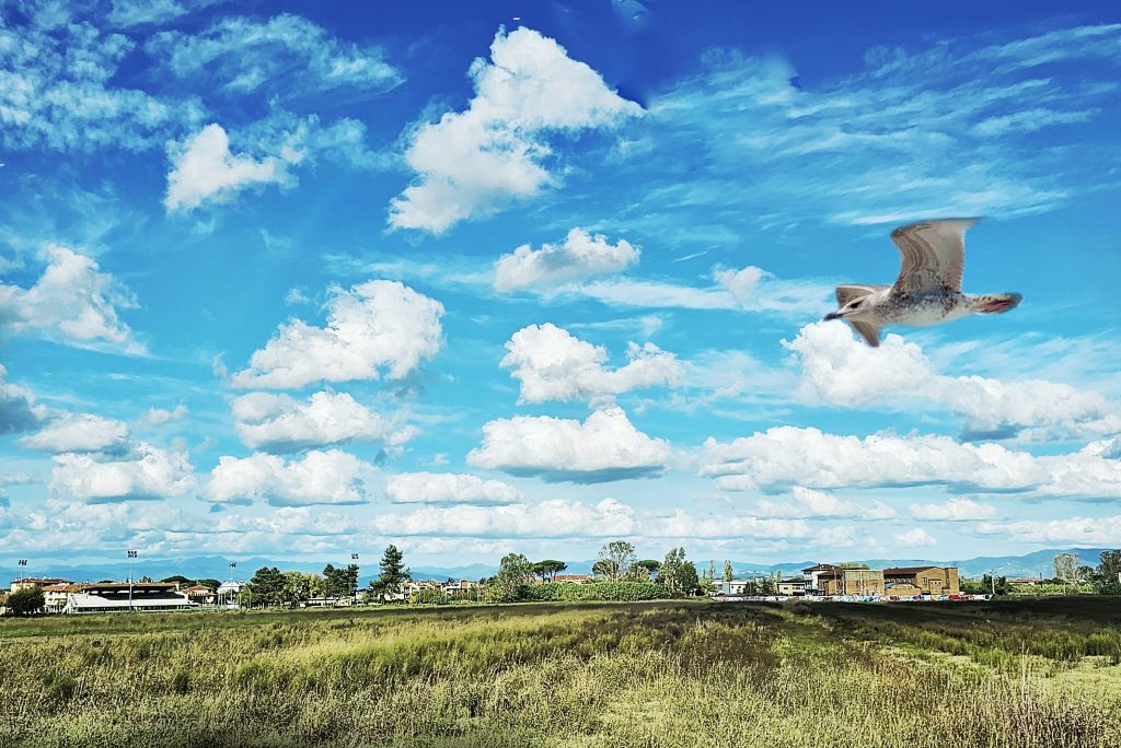 il volo di un gabbiano in un paesaggio da fiaba