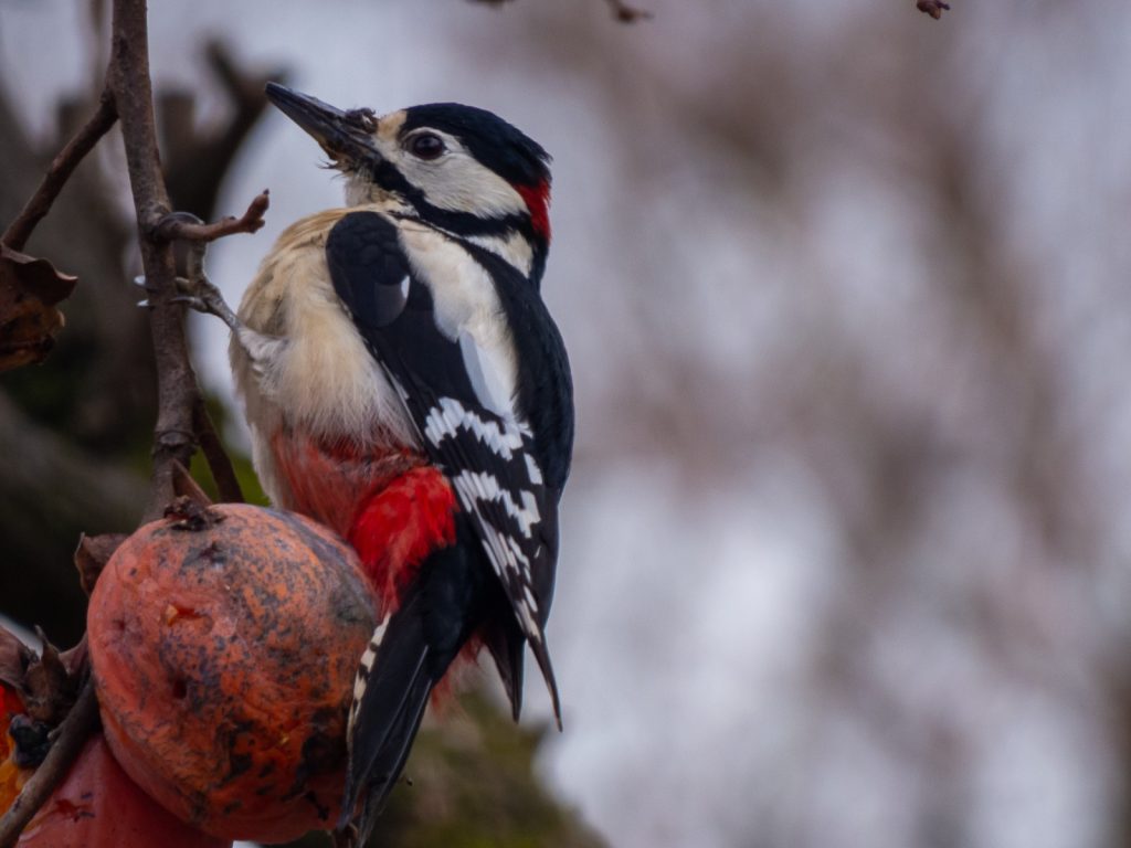 Osservare con sorpresa l'avifauna selvatica nei giardini della mia città.