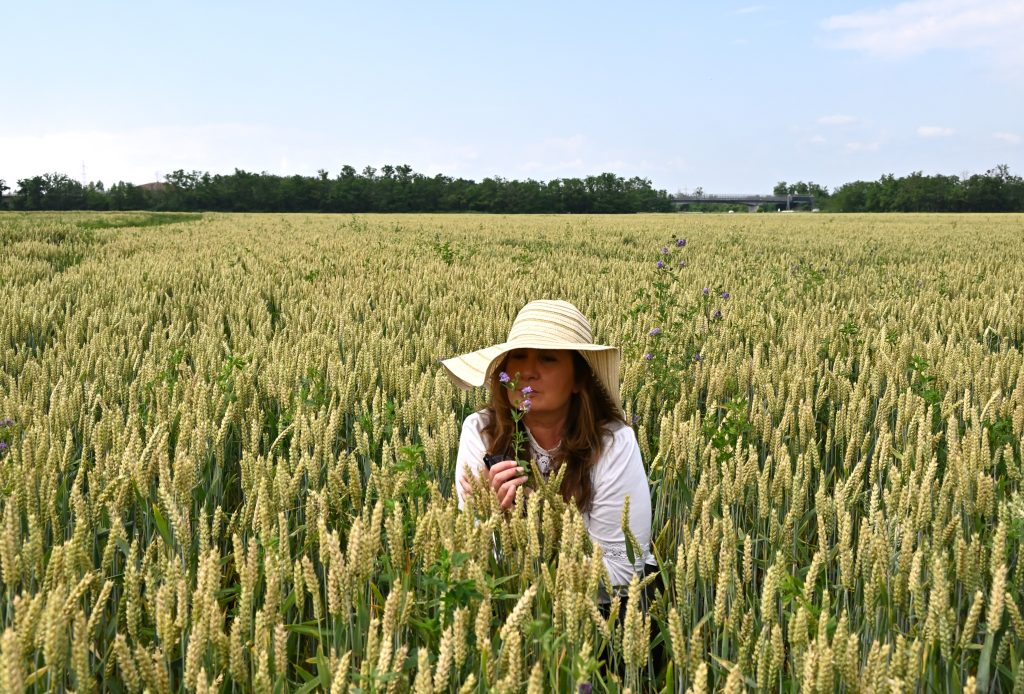 aspettare che le spighe maturino, assorbendone il profumo