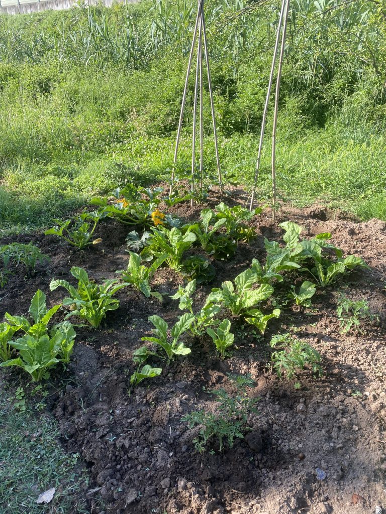 Il mio benessere inizia da mio piccolo orto tutto biologico, piccolo ma buono
