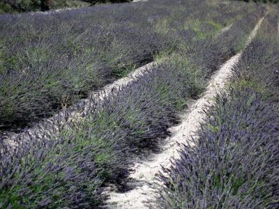 Campi di lavanda - foto Elisa Gonfiantini