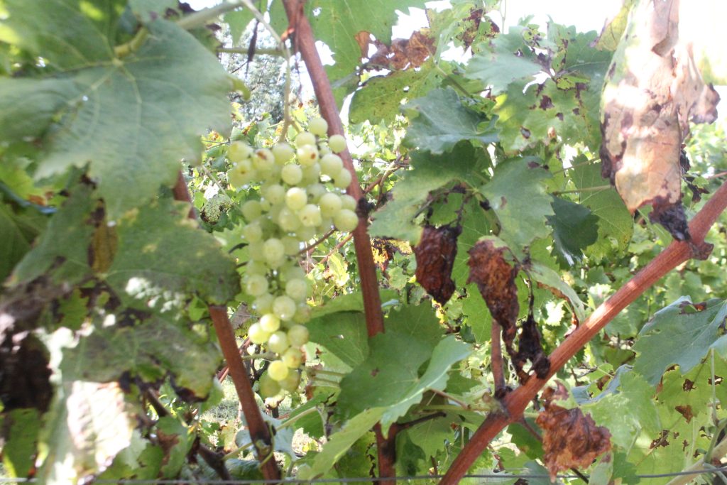 Partecipare al rito stagionale della vendemmia
