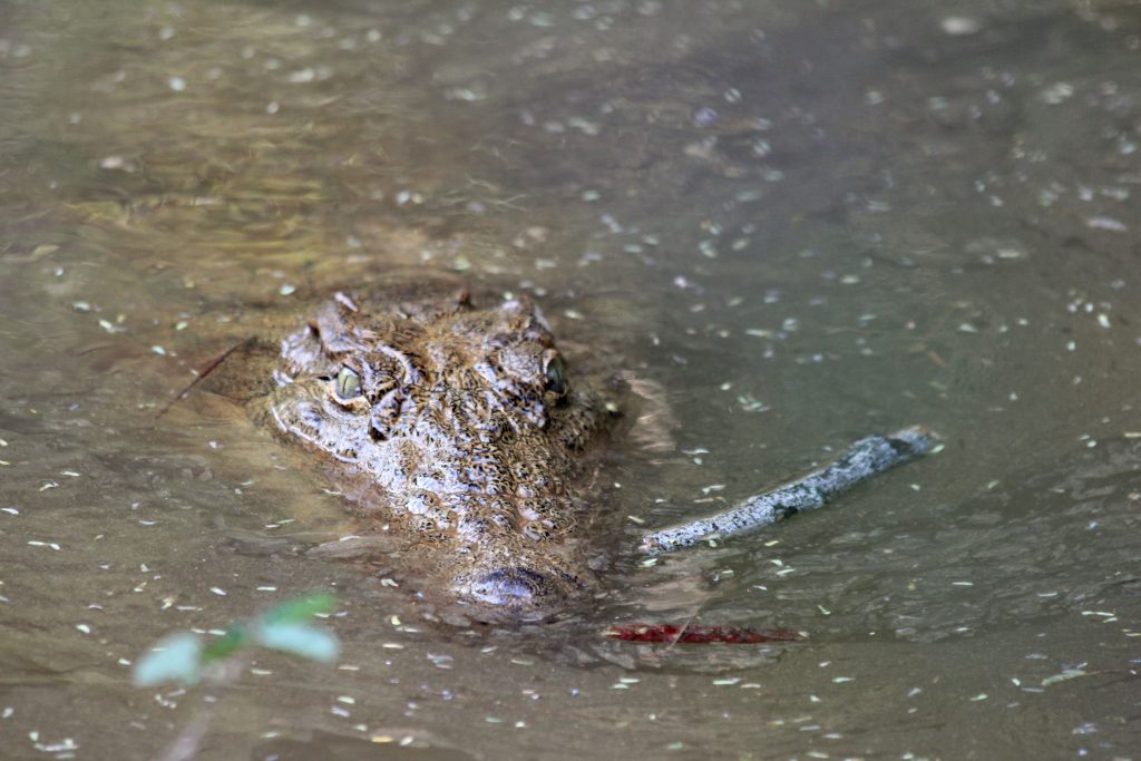 Viaggi avventurosi alla scoperta degli abitanti delle aree verdi protette, tutti, compresi quelli meno belli come il coccodrillo che ho incontrato (a debita distanza) nella riserva di Nahampoana a Fort Dauphin, in Madagascar.