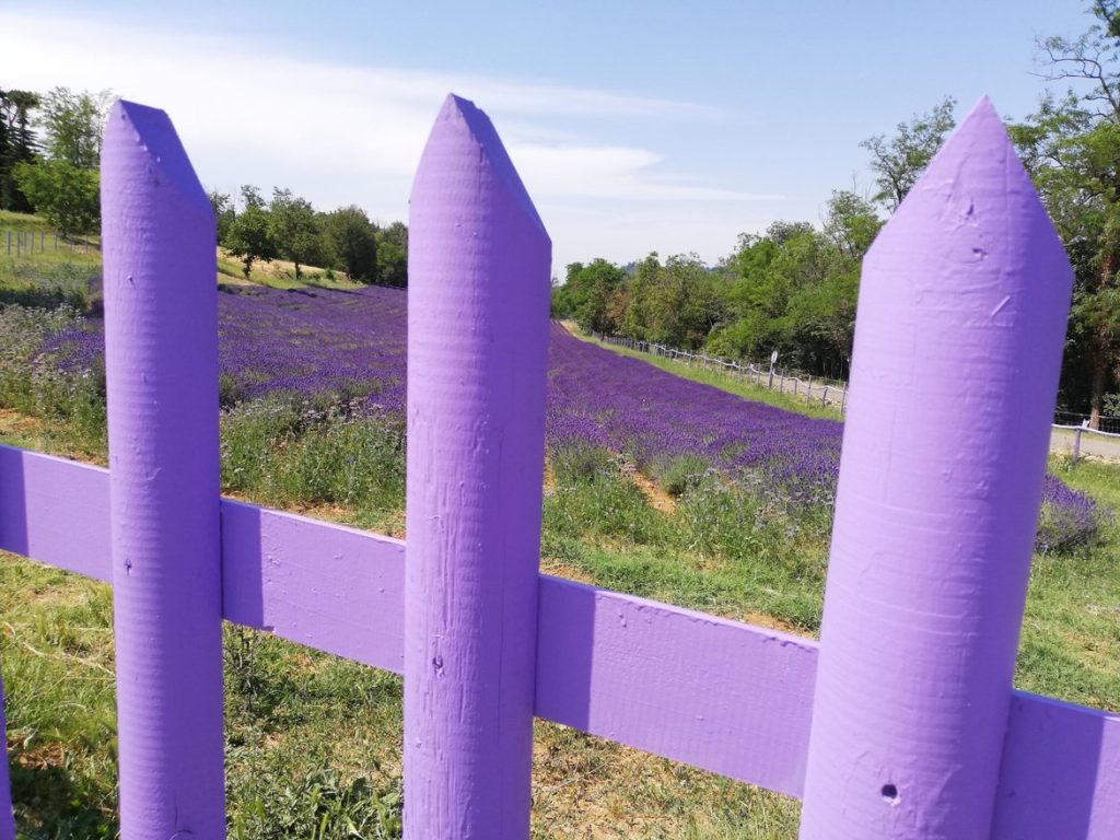 perdermi tra i colori e i profumi della natura, in questo caso nel violetto della lavanda