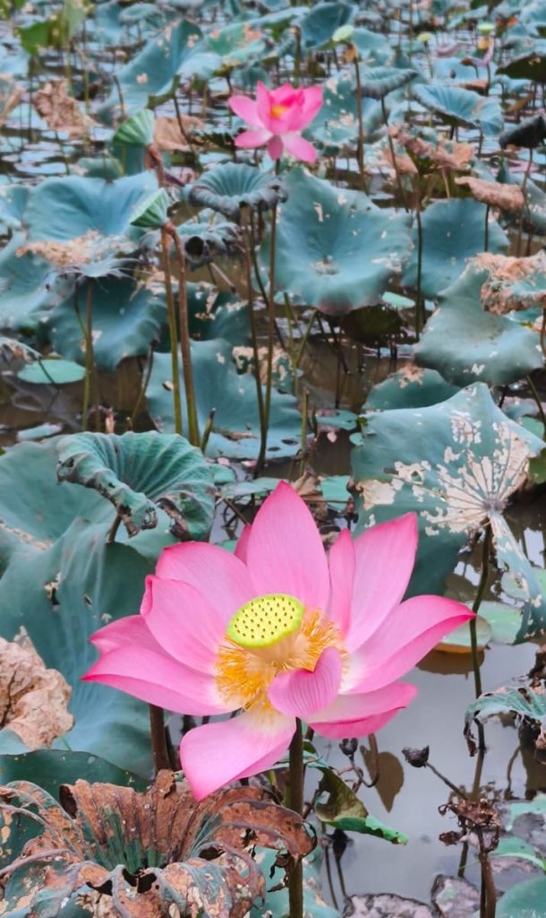 La delicatezza di un fiore di loto, simbolo di purezza e spiritualità, in uno stagno