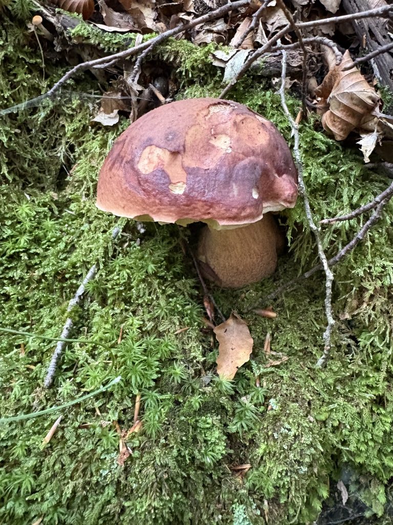 Andare nel bosco a cercare funghi