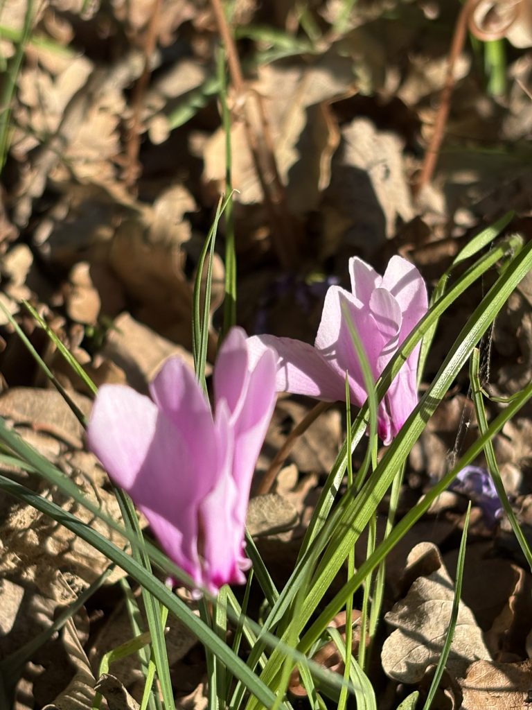 Camminare ed osservare la natura che mi circonda