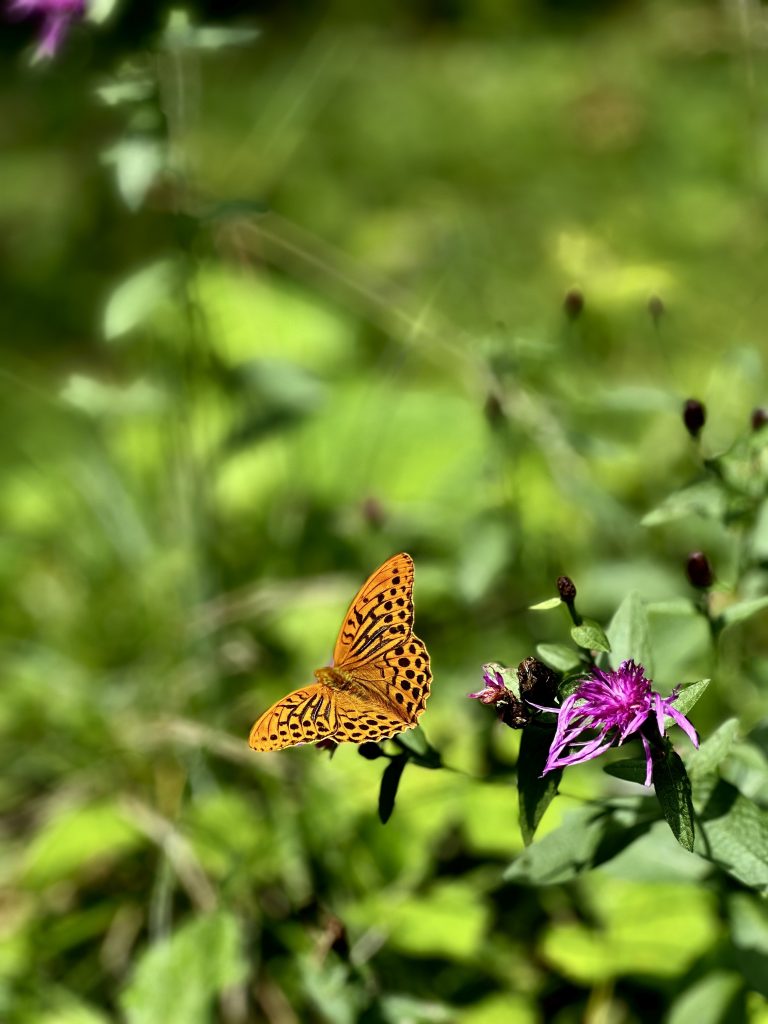 Osservare la natura e le farfalle che volano da una pianta all’altra