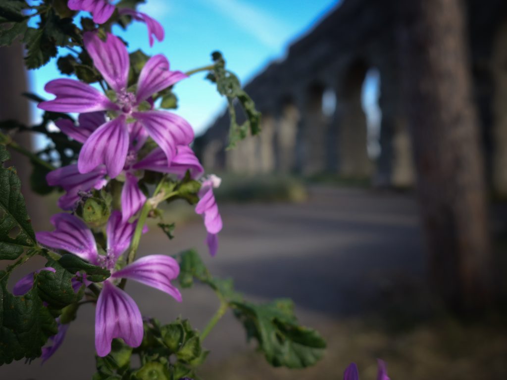 Fare una passeggiata al Parco e ammirare il risvegliarsi della Primavera e dei suoi colori !