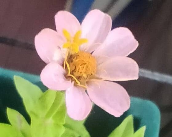 un fiore nel fiore