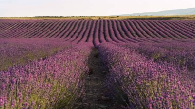 Campi di lavanda in Provenza (Francia) Image by pikisuperstar on Freepik