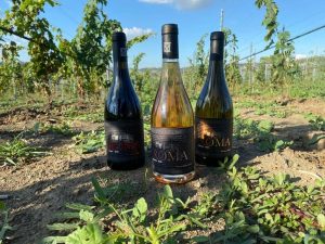 Borgo del Baccano I migliori vini Italiani