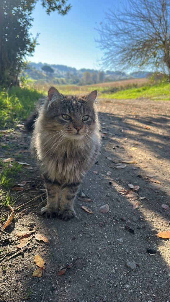 Balù, una gatta marrone che vive in mezzo alla campagna, libera tra l' erba e il vento e che ama con la calma eterna delle cose vere.
