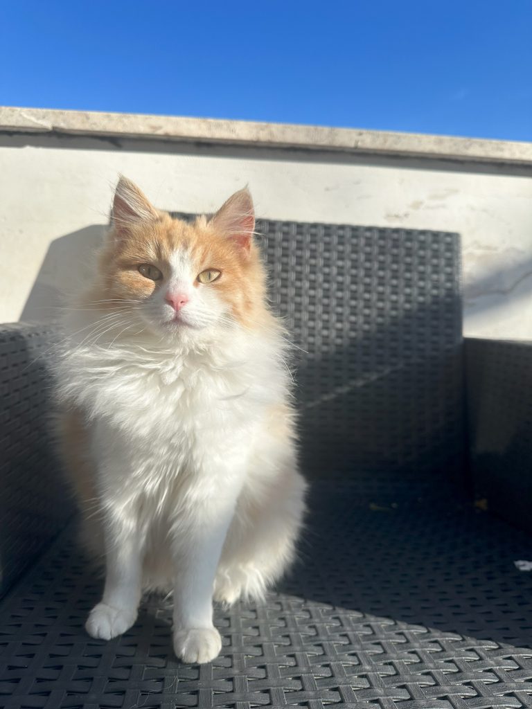 una gatta pelosa, un piccolo nodo d' amore che mi trasmette tranquillità e mi insegna la dolcezza.