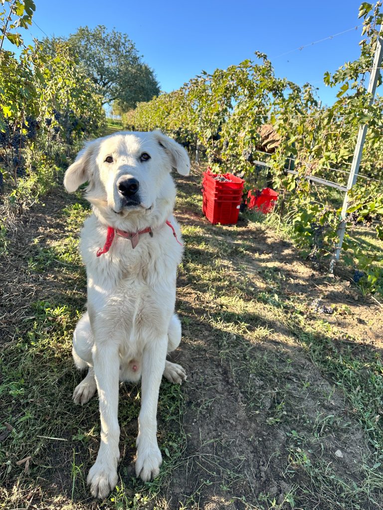 il mio maremmano in mezzo alla vigna, il sole che gli accende il pelo ed il suo sguardo calmo che mi ama senza chiedere nulla.