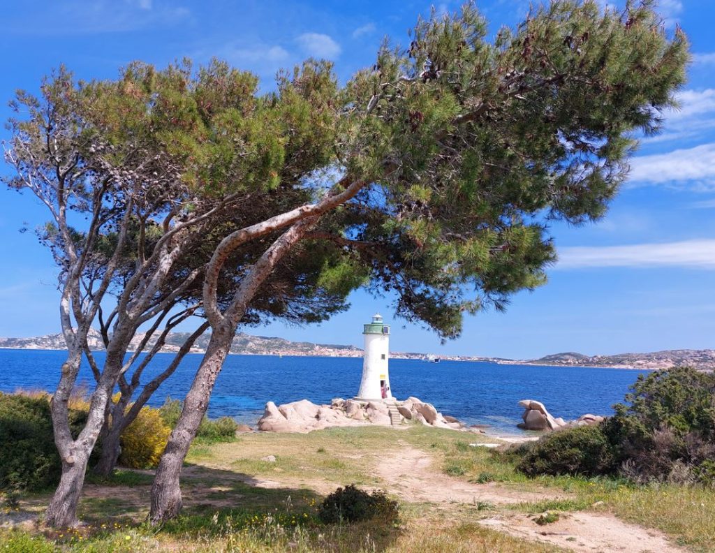 Un albero che fa da perfetta cornice a un panorama sul mare