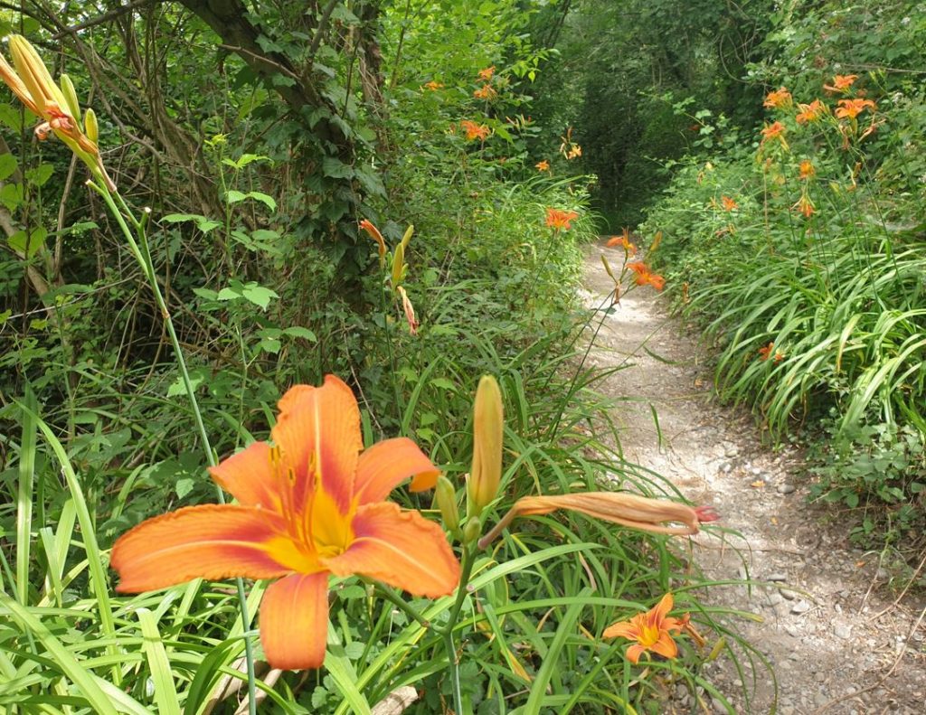 Un sentiero tra i fiori