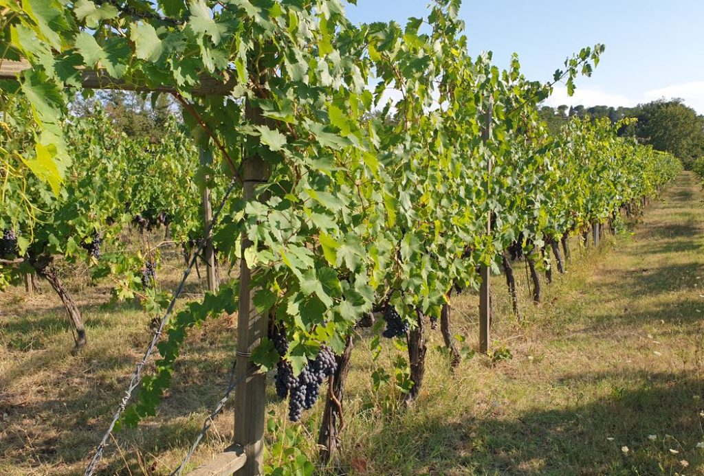 Una passeggiata in vigna e poi in cantina a scoprire come l'uva si trasforma in vino